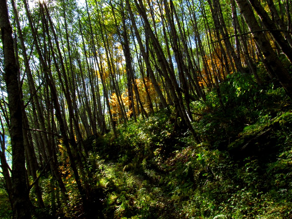 Coldwater Lake Trail at Mt. St. Helens