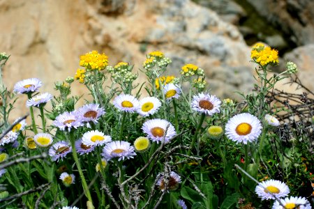 Daisies