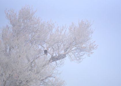 Bald eagle at Seedskadee National Wildlife Refuge