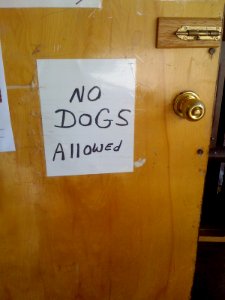 No Dogs at the Thrift Store