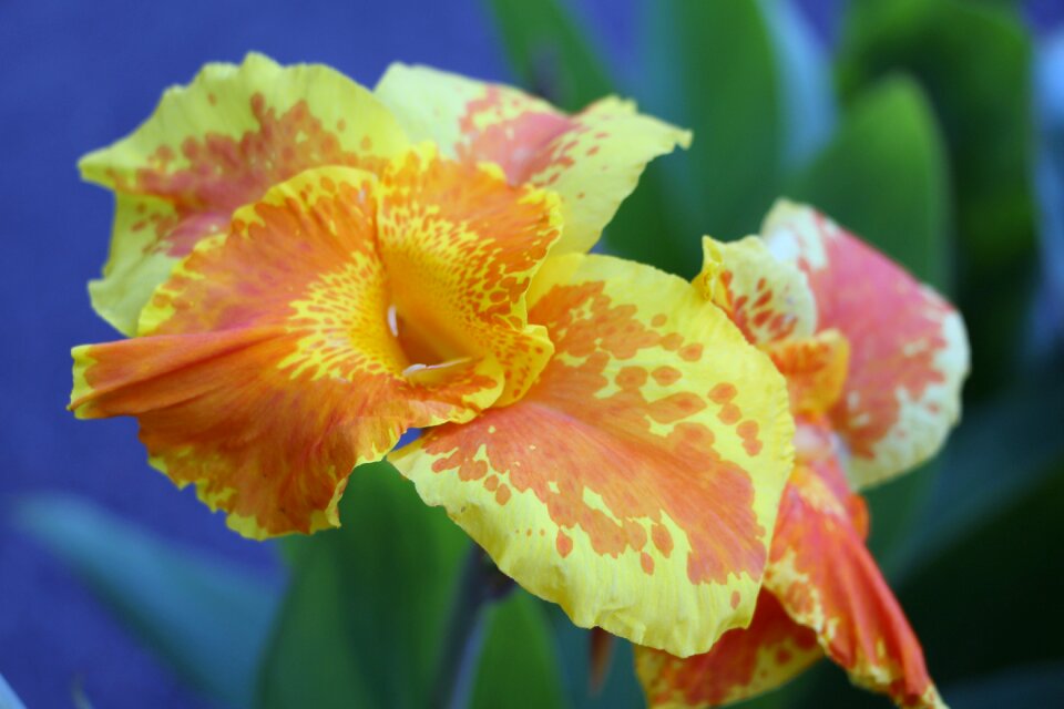 Nature flower flowers