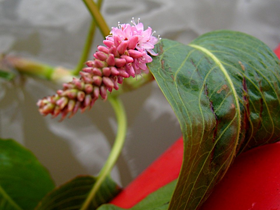 Flower of the Lake