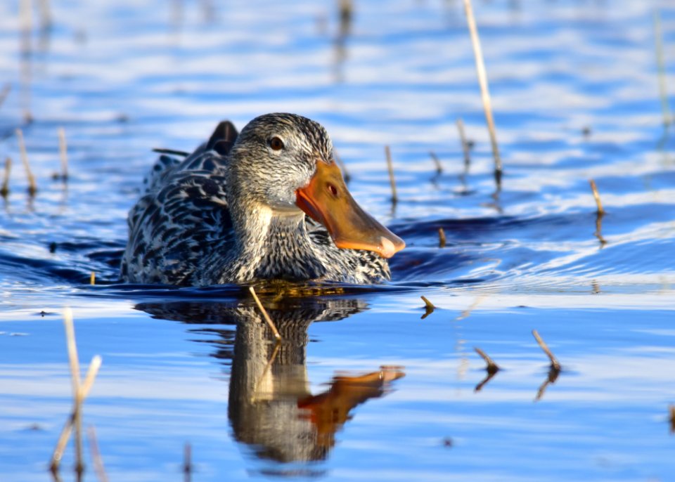 Northern shoveler at Seedskadee National Wildlife Refuge