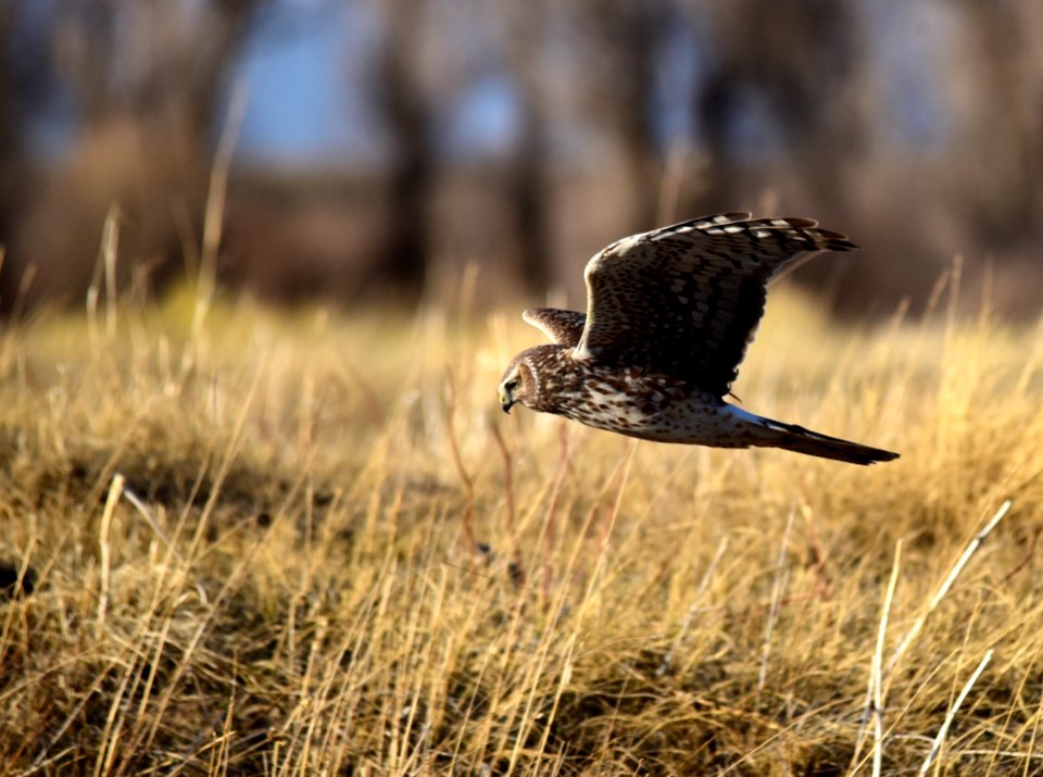 Northern harrier at Seedskadee National Wildlife Refuge