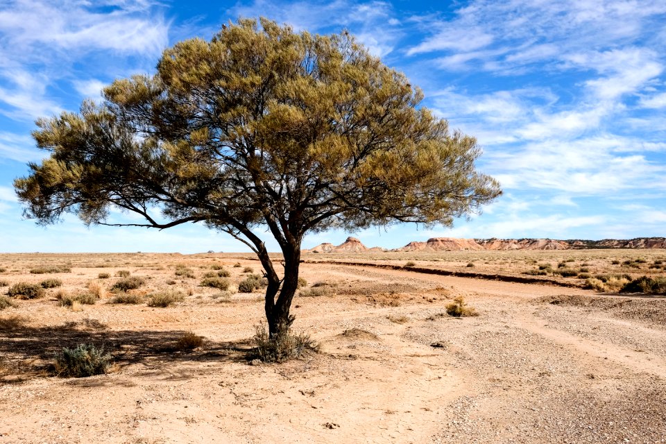 Baum Mit Arckaringa Hills Im Hintergrund