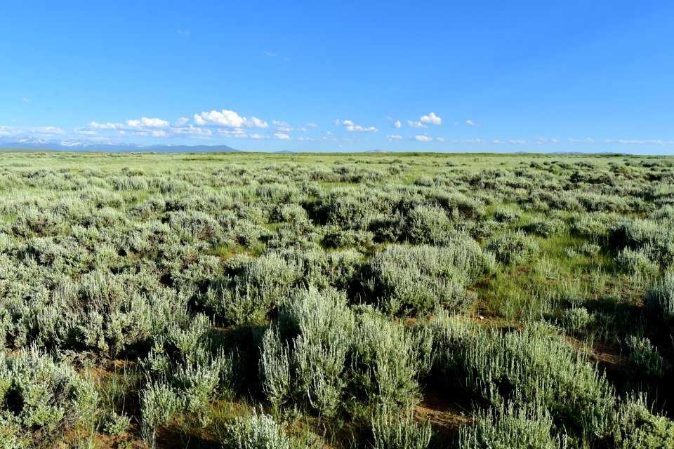 Sage steppe at Arapaho National Wildlife Refuge