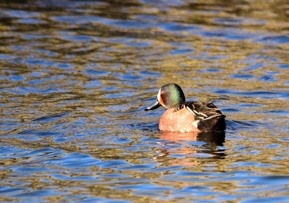 Cinnamon teal X blue-winged teal drake hybrid at Seedskadee National Wildlife Refuge
