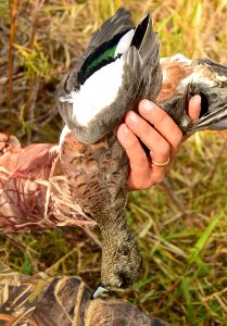 Waterfowl Hunting
