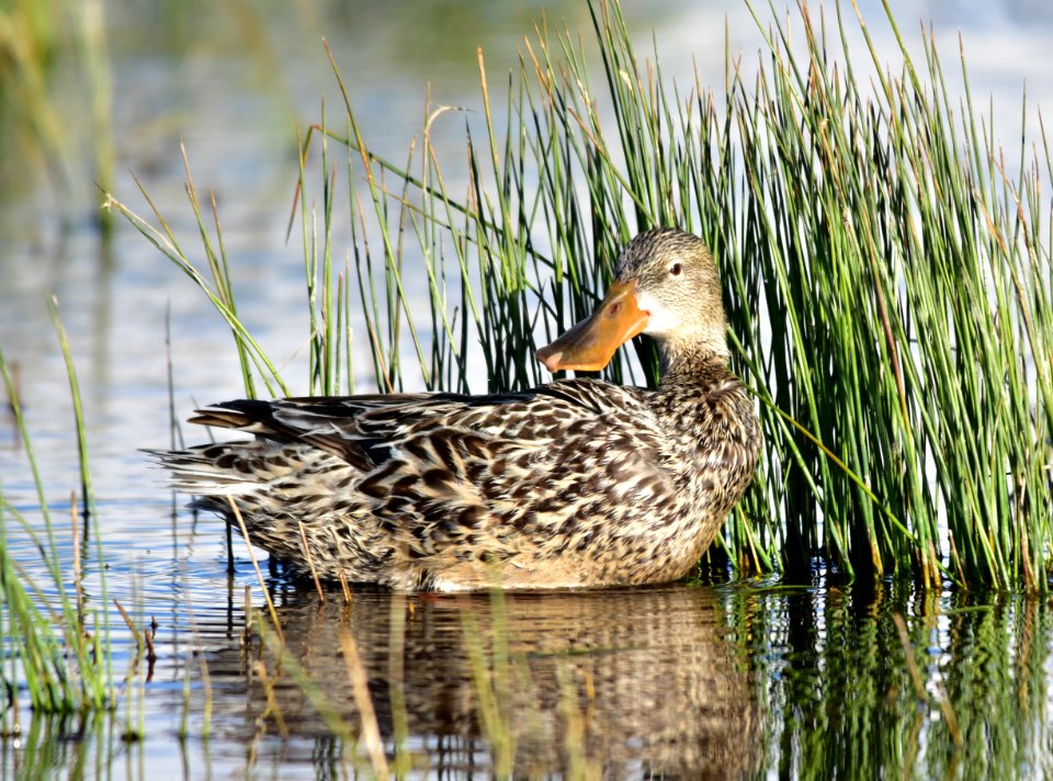 Northern shoveler at Seedskadee National Wildlife Refuge