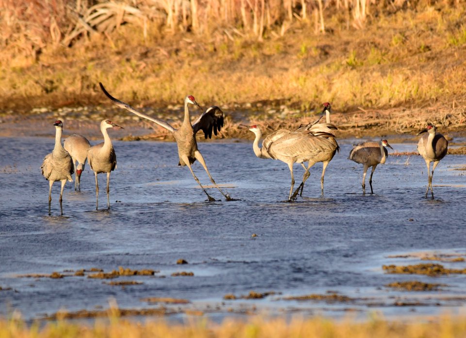 Sandhill cranes at Seedskadee National Wildlife Refuge