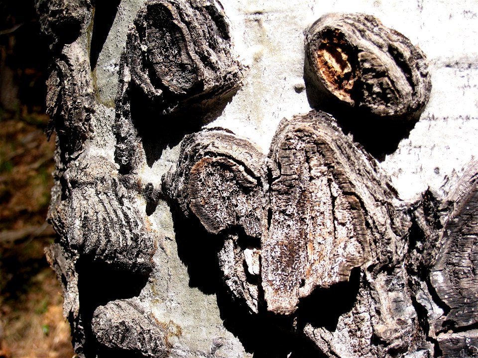 Aspen Knobby Texture