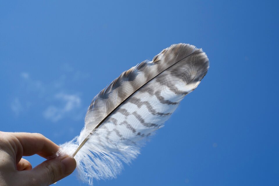 White animal natural