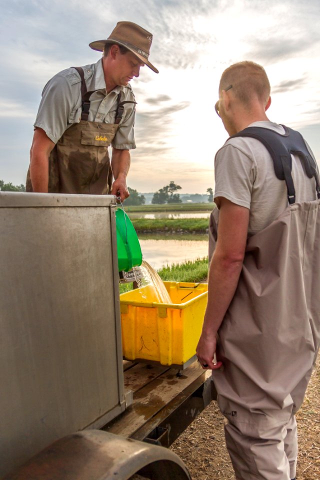 Harvesting yellow perch