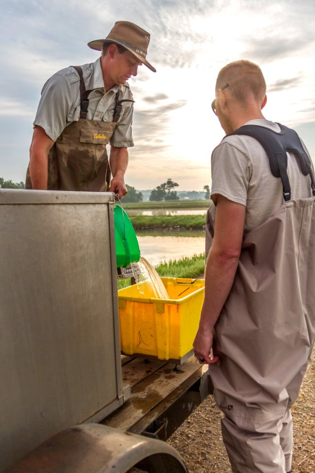 Harvesting yellow perch photo