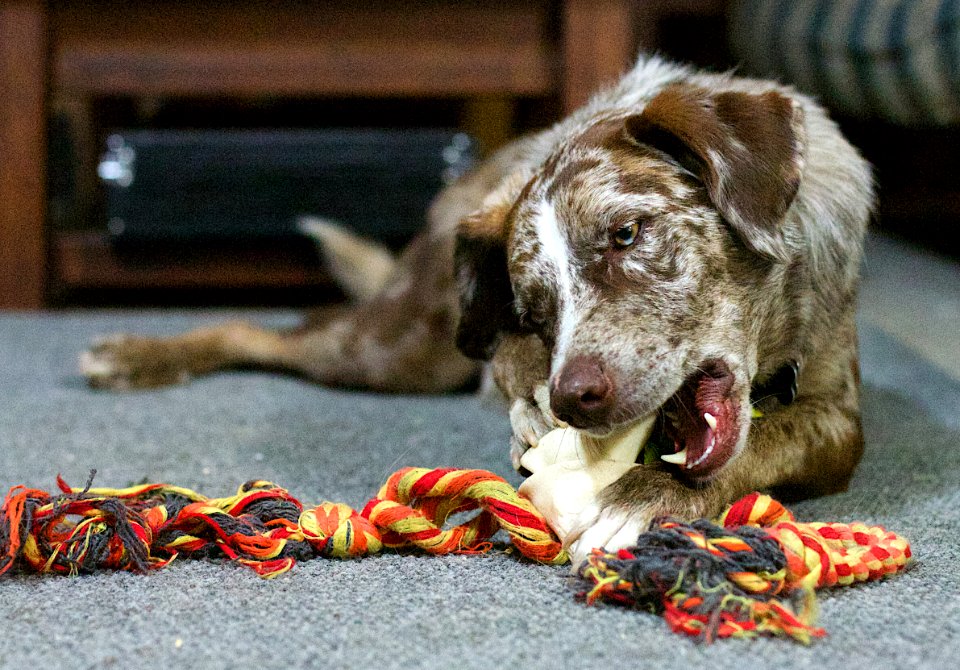 A Big Fan of Rawhide