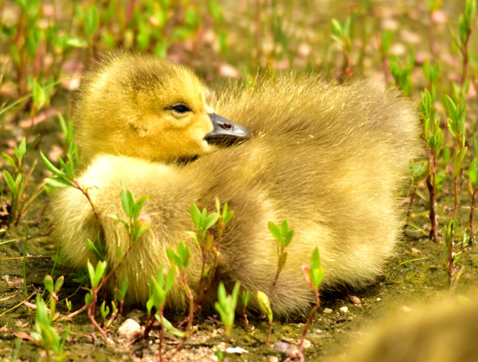 Canada geese photo