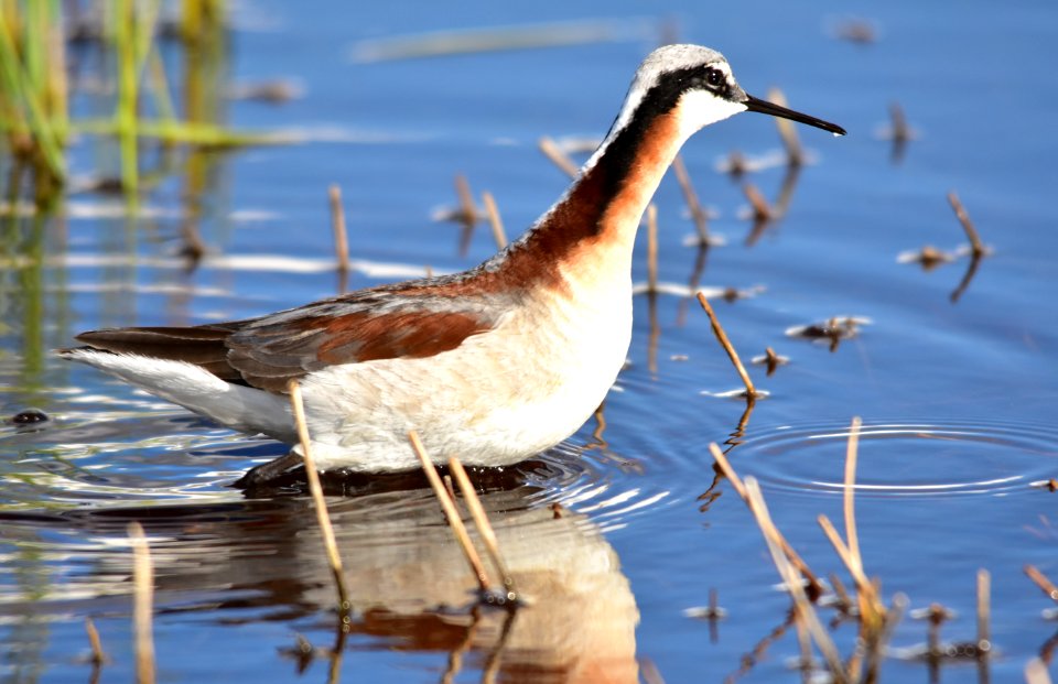 Wilson's phalarope at Seedskadee National Wildlife Refuge