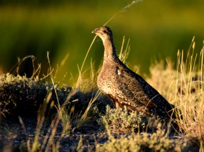 Greater sage-grouse at Seedskadee National Wildlife Refuge