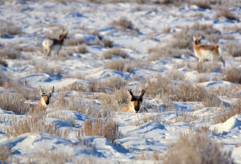 Pronghorn at Seedskadee National Wildlife Refuge