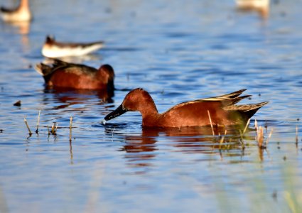 Cinnamon teal at Seedskadee National Wildlife Refuge