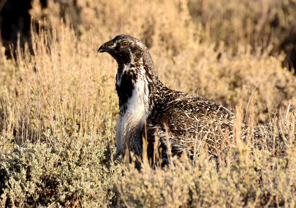 Greater sage-grouse at Seedskadee National Wildlife Refuge
