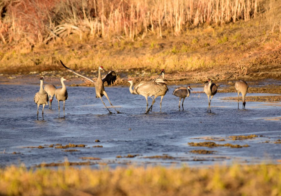 Sandhill cranes at Seedskadee National Wildlife Refuge