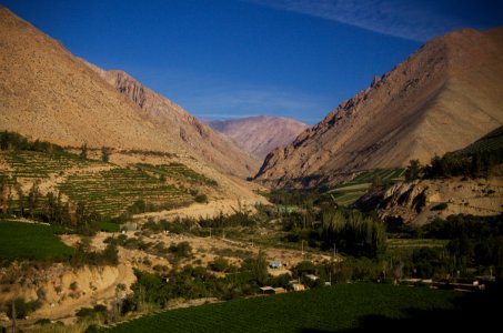 the vineyards