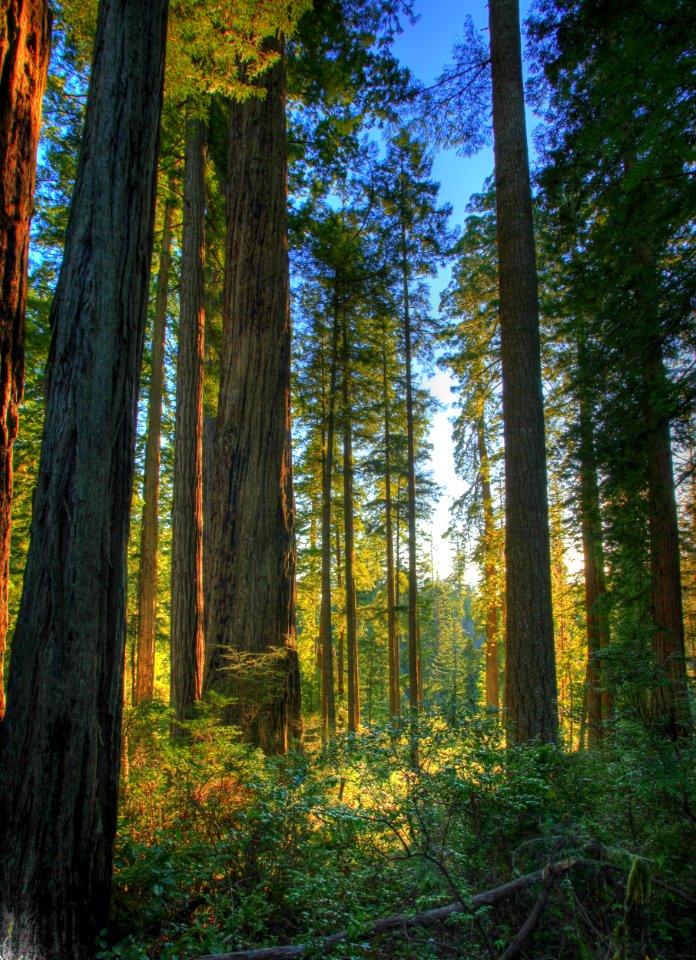 Headwaters Forest Reserve