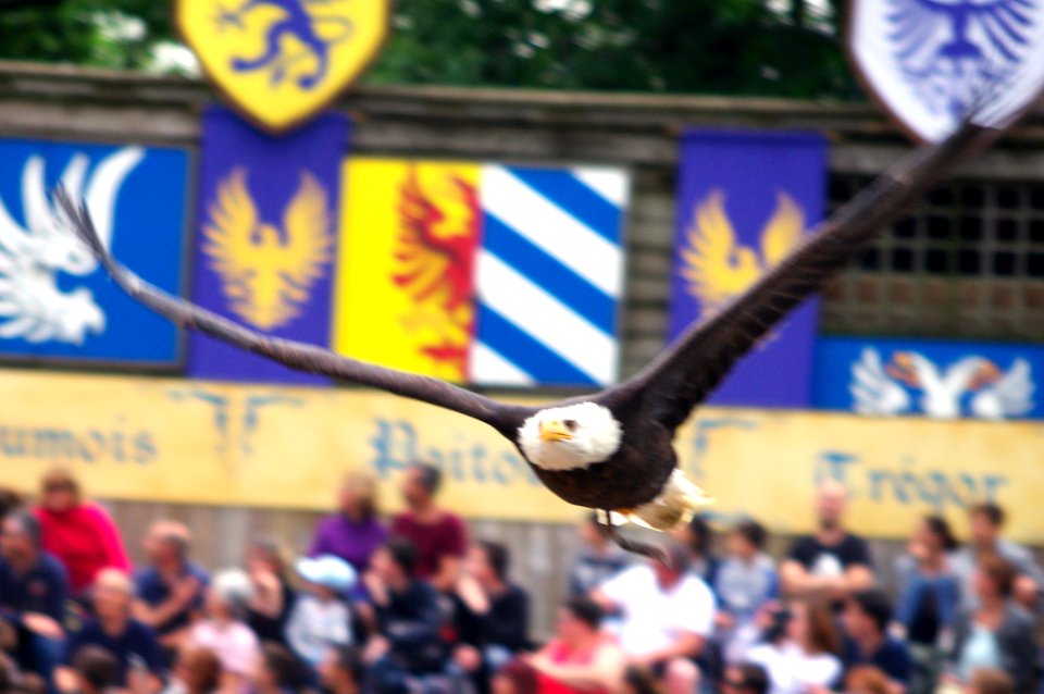 aigle du puy du fou photo