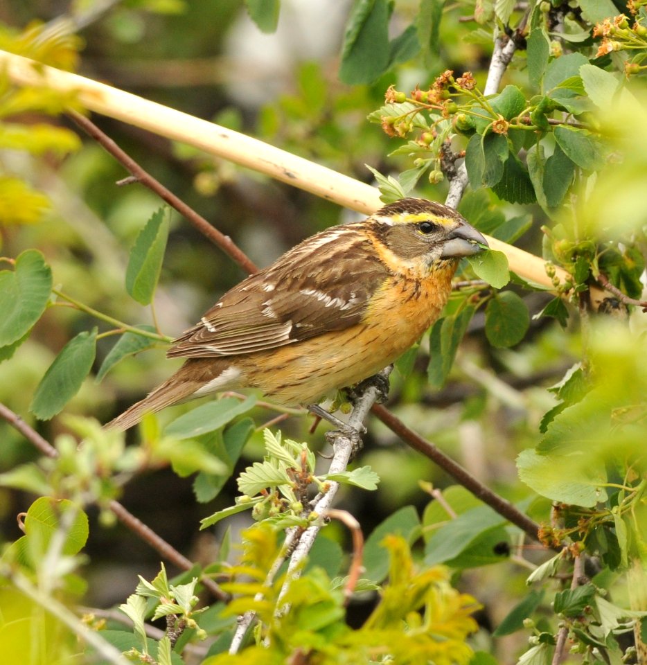Black-headed Grosbeak (female), Scott Somershoe