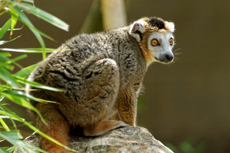 Crowned Lemur, Marwell Zoo