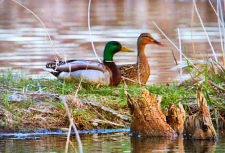 Two Ponds Ducks photo