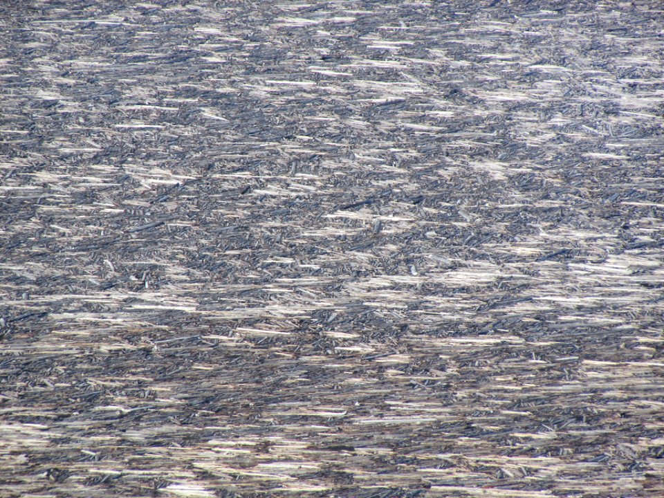 Logjam at Spirit Lake at Mt. St. Helens in Washington