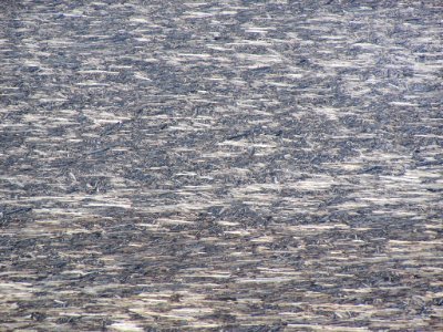 Logjam at Spirit Lake at Mt. St. Helens in Washington