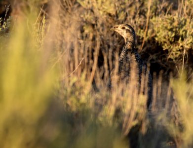 Greater sage-grouse at Seedskadee National Wildlife Refuge