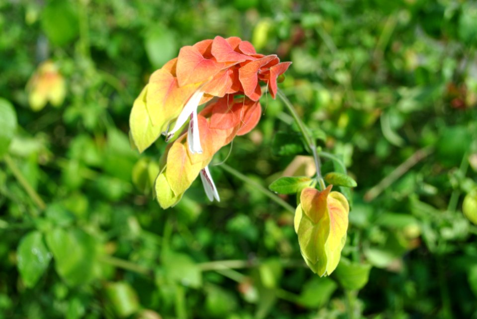 Asan Botanical Garden
