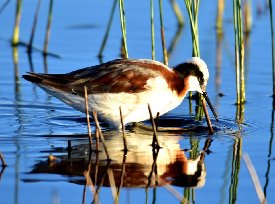 Wilson's phalarope at Seedskadee National Wildlife Refuge