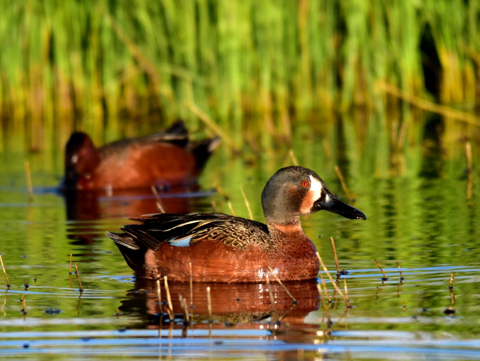 Cinnamon X blue-winged teal cross at Seedskadee National Wildlife Refuge