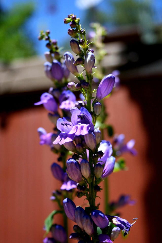 Yet Another New Flower