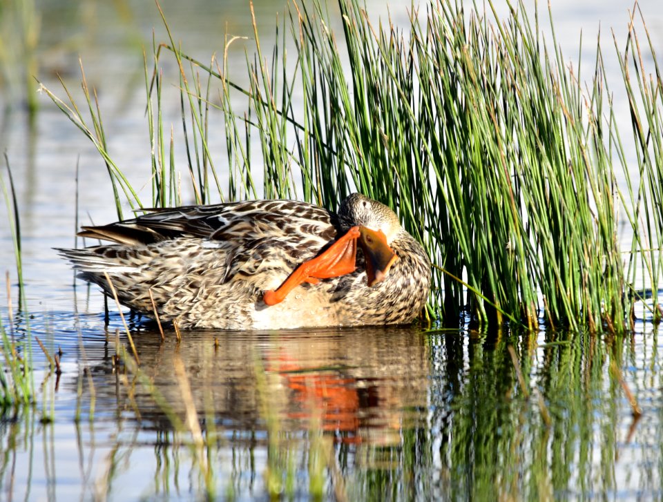 Northern shoveler at Seedskadee National Wildlife Refuge