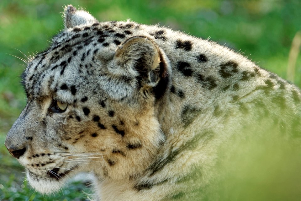 Snow Leopard, Marwell Zoo