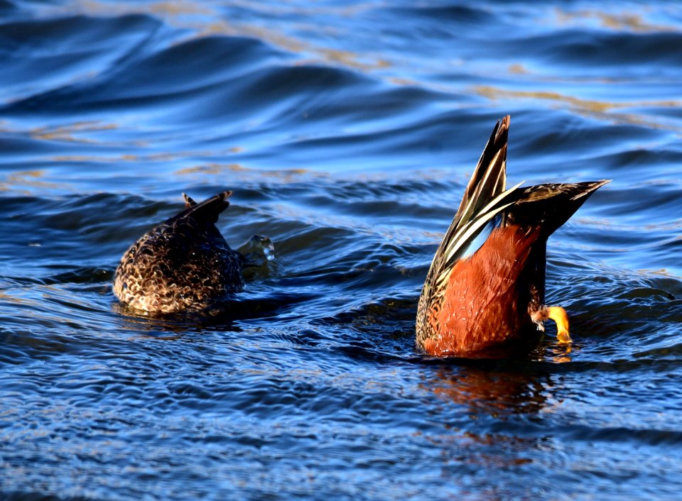Cinnamon teal at Seedskadee National Wildlife Refuge
