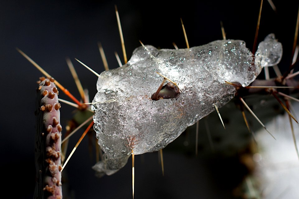 2016/366/362 Iced Cactus
