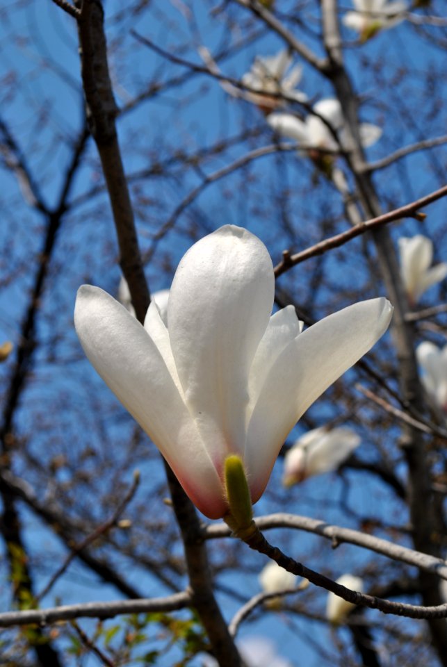 Yeouido Flower Festival