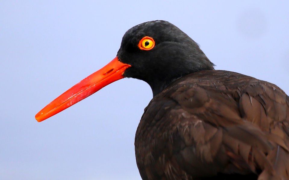 Black Oystercatcher at Pebble Beach