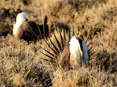 Greater sage-grouse at Seedskadee National Wildlife Refuge