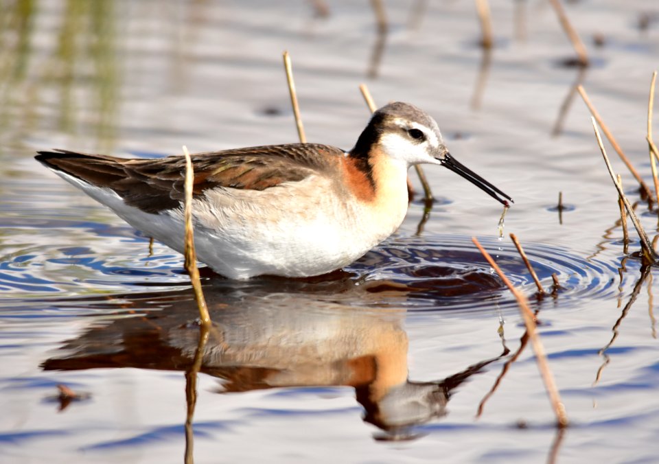 Wilson's phalarope at Seedskadee National Wildlife Refuge