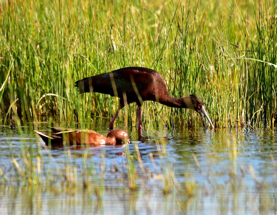 White-faced ibis at Seedskadee National Wildlife Refuge