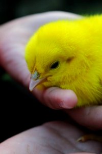 chick