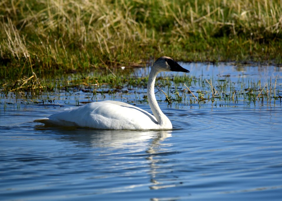 Trumpeter swan at Seedskadee National Wildlife Refuge